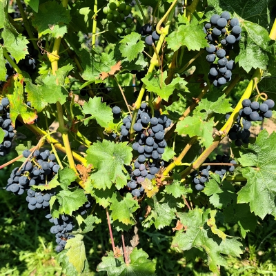 Cabertin 20250812 120517